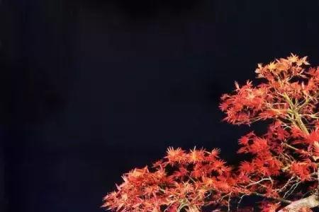 风化石种桩子可以天天浇水吗
