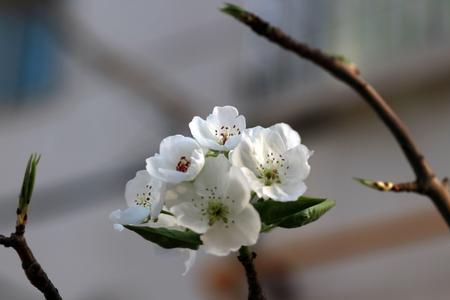 梨花带雨争娇艳全文