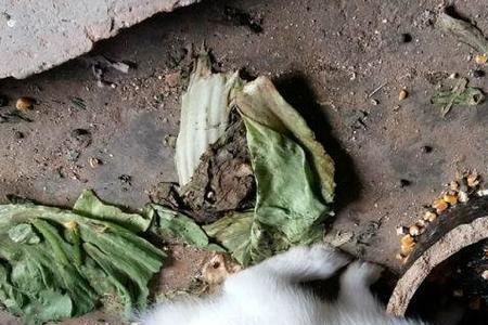 小兔子都出窝了。，为什么被咬死