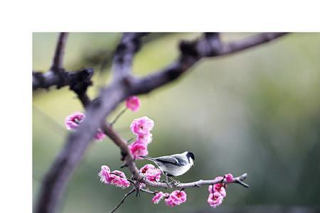 孤芳反义词