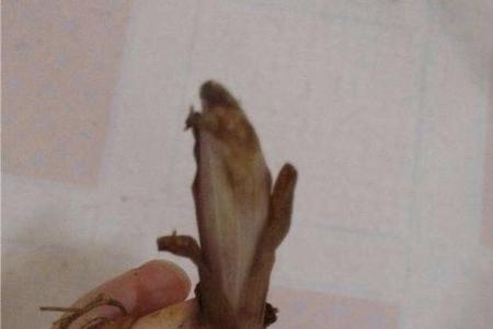 百合茎太长能剪掉吗