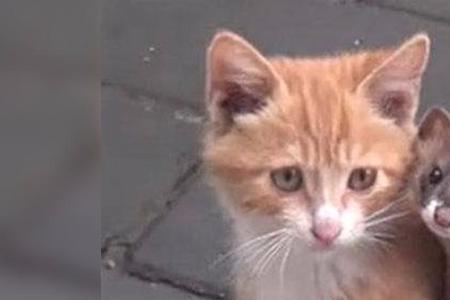 猫鼠买鱼告诉我们什么道理