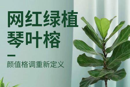 女性领导办公室绿植图片