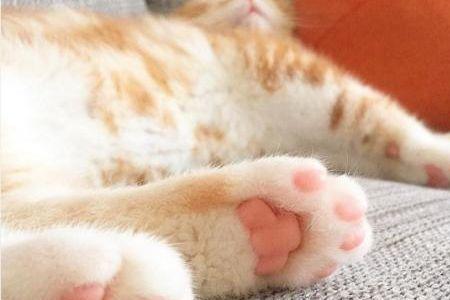 小猫的腿爪子吃喝拉玩是怎样的