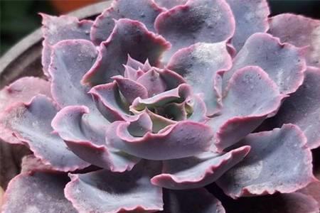 晚霞之舞花语