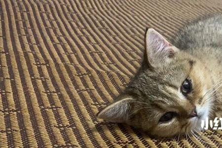 为什么小猫咪秒睡