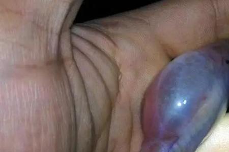 天坑里面的鱼从哪里来的
