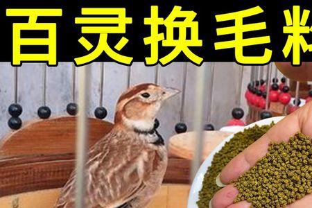百灵鸟换毛秘方