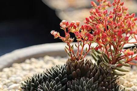 汉尼毛开花后怎么养护
