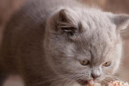 有些猫咪为什么不爱吃猫油