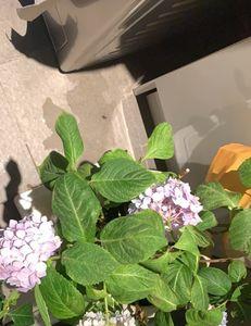 秋香花喜欢每天往叶子上喷水吗