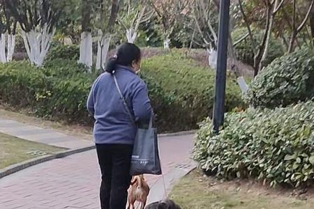人牵着狗的称谓