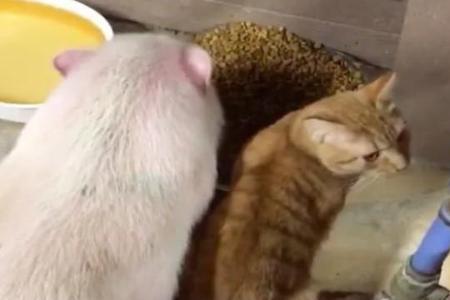 猫能和猪一起混养吗