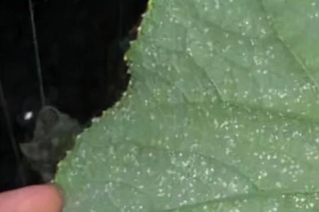 白飞虱最怕什么