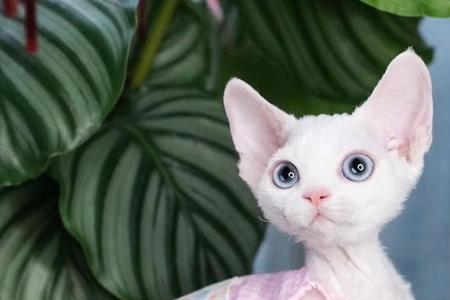 缅因猫和德文卷毛猫哪个好