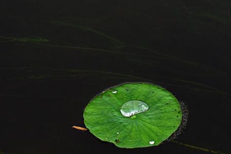 动荡如浮萍意思