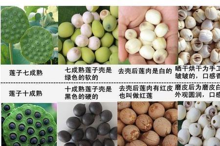 莲子能当鱼饵钓鱼吗