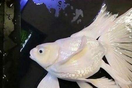 蝴蝶鲤身上有水泡怎么回事