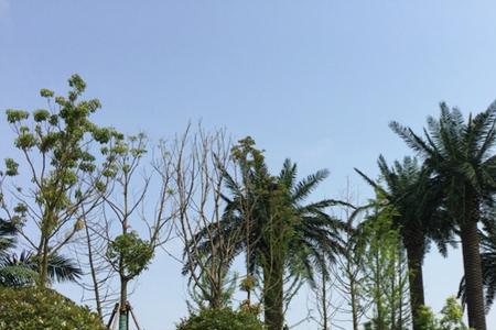 南风轻拂什么意思