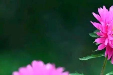 秋花是什么意思