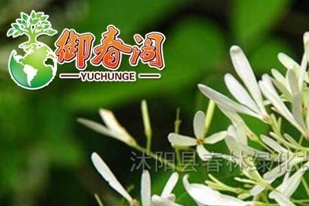 夜来香在湖南可种植吗