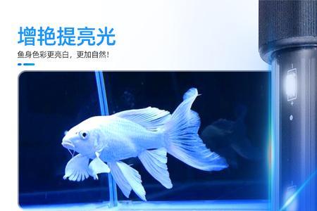 鱼缸潜水灯可以长期放在水里吗