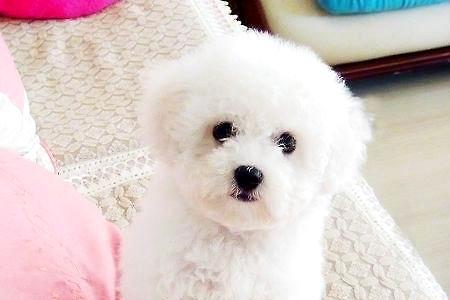 比熊的嘴什么时候会长长