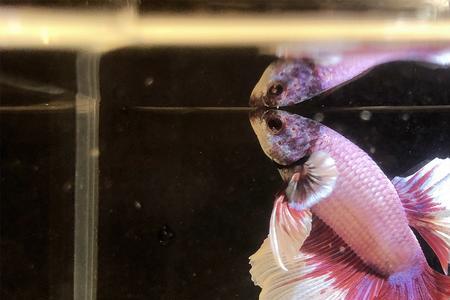 斗鱼水温最低多少就死