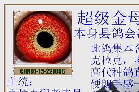 克拉克鸽特点