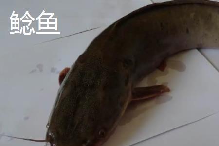角角鱼的生活习性