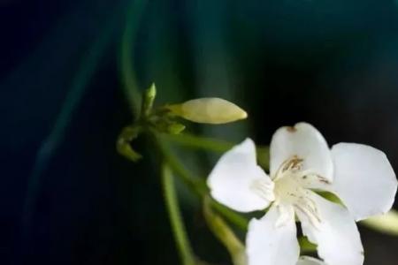一岁一花一世界是什么意思
