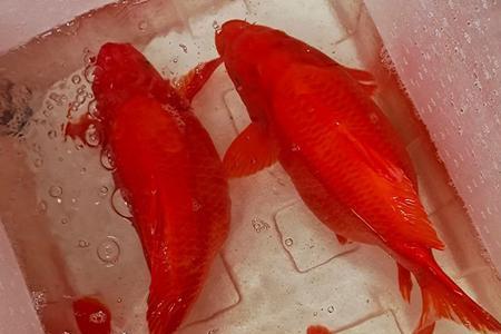 红鲤鱼翻白肚怎么救