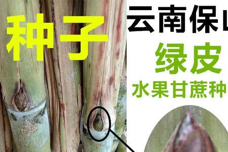 甘蔗种子如何保存过冬