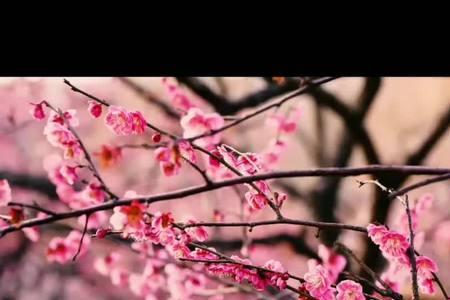 只见梅花不见人全诗的意思