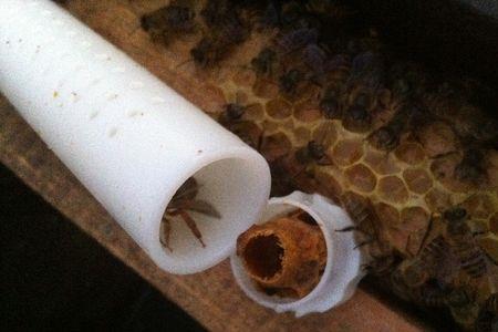 蜂王在囚笼里能吃到东西吗