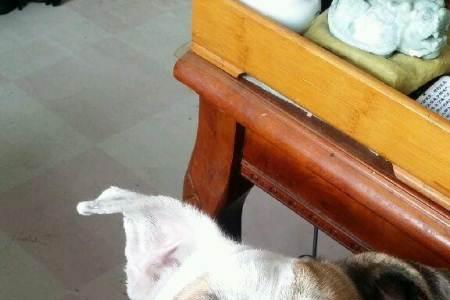 法斗串串会爆头吗