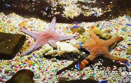 海星用喂奶吗