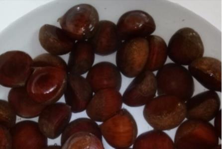 生栗子要先煮在炕吗