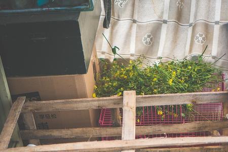 兔子一个月生几窝