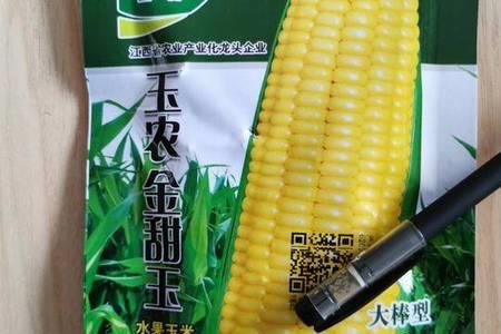 和玉187玉米种子介绍