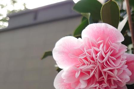 茶花托桂什么意思