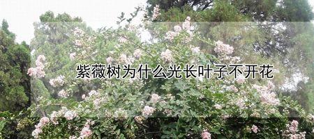 紫薇叶子边缘发黄怎么办