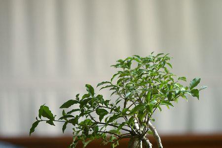姬樱桃盆景如何养护