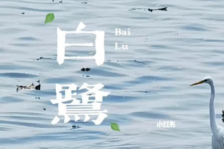 人生路漫漫，白鹭常相伴什么意思