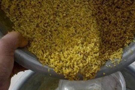 自制窝料经典配方