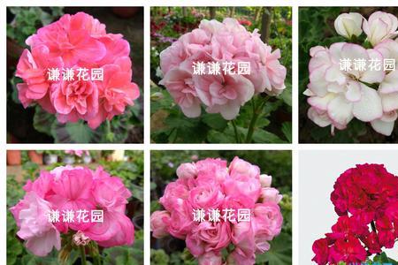 天竺葵重彩小天使好养吗