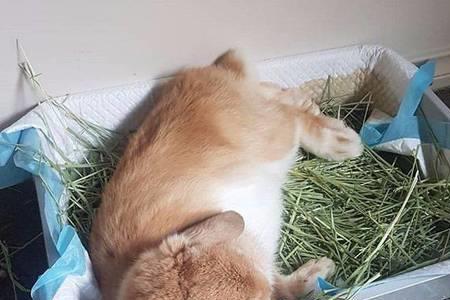 吃小兔兔是什么体验