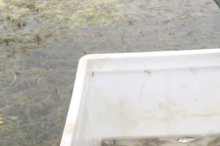 地笼捕河虾放深水还是浅水