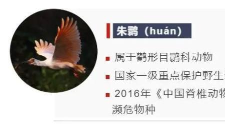 陕西话朱鹮发音