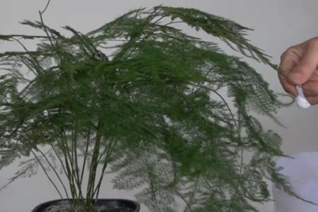 文竹快死了可以换盆吗